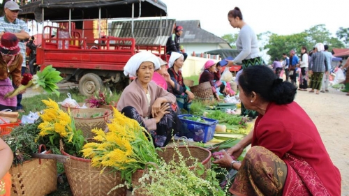 กาดเต่า
