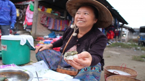 กาดเต่า
